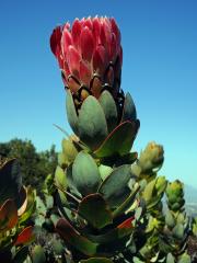 Protea (Protea eximia (Salisb. ex Knight) Fourc.)