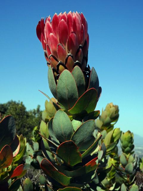 Protea (Protea eximia (Salisb. ex Knight) Fourc.)