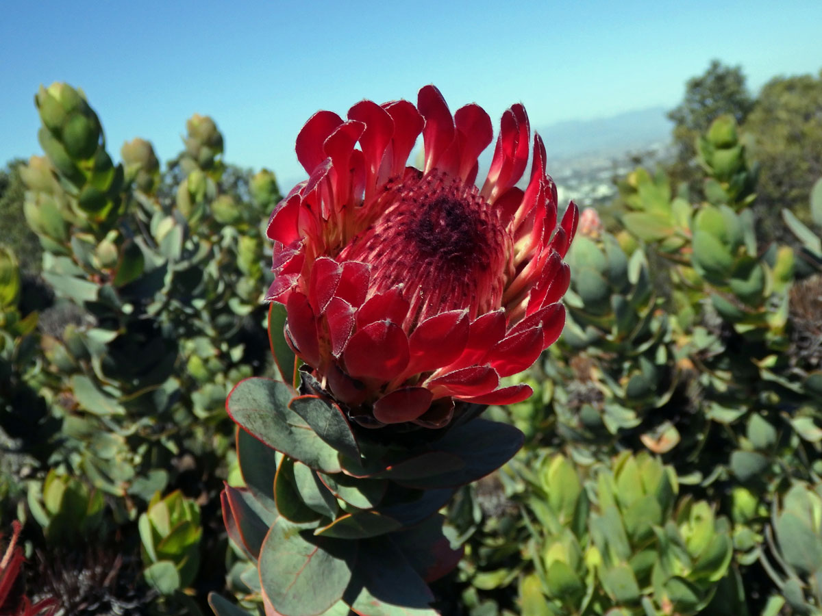 Protea (Protea eximia (Salisb. ex Knight) Fourc.)