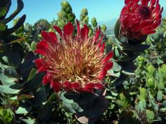 Protea (Protea eximia (Salisb. ex Knight) Fourc.)