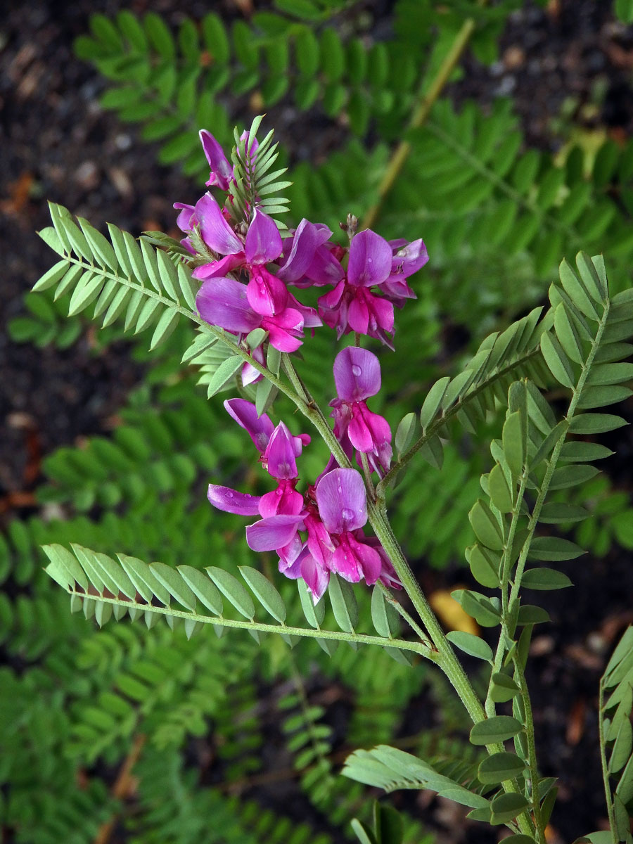 Modřil barvířský (Indigofera tinctoria L.)