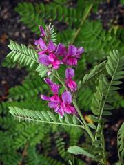 Modřil barvířský (Indigofera tinctoria L.)