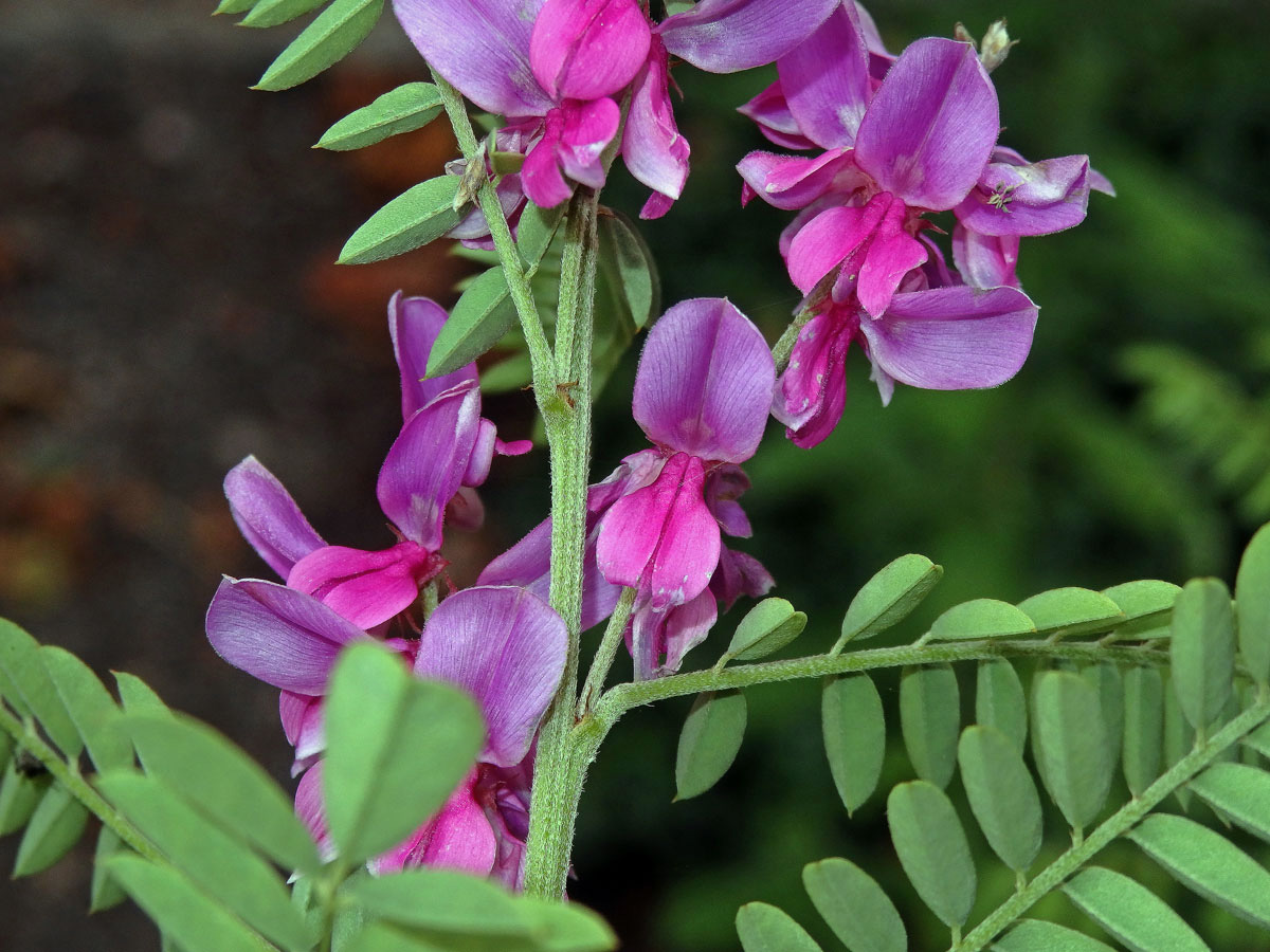 Modřil barvířský (Indigofera tinctoria L.)