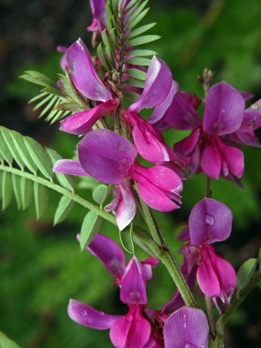 Modřil barvířský (Indigofera tinctoria L.)