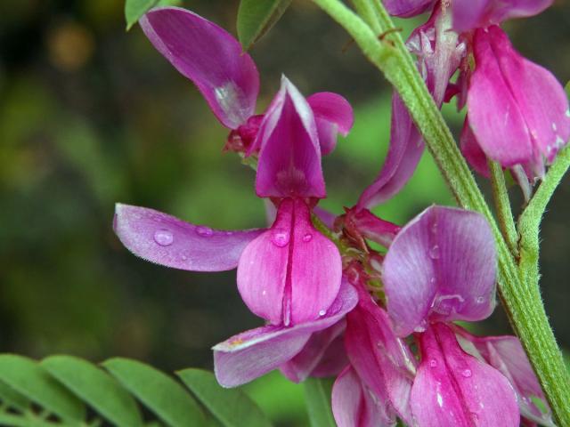 Modřil barvířský (Indigofera tinctoria L.)