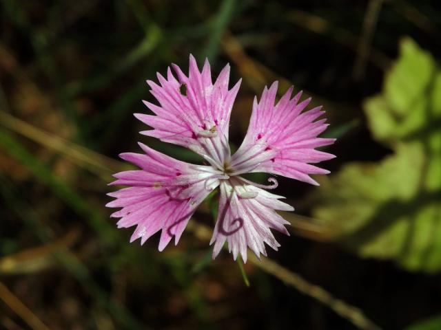 Hvozdík lesní (Dianthus sylvaticus Wills.), čtyřčetný květ (11)