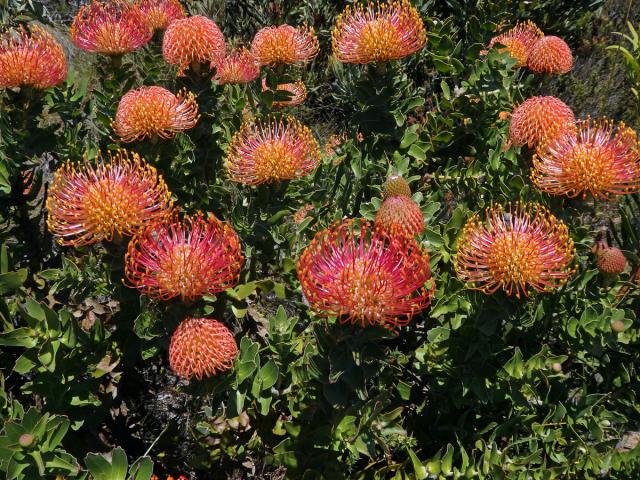 Leucospermum cordifolium (Knight) Fourc.