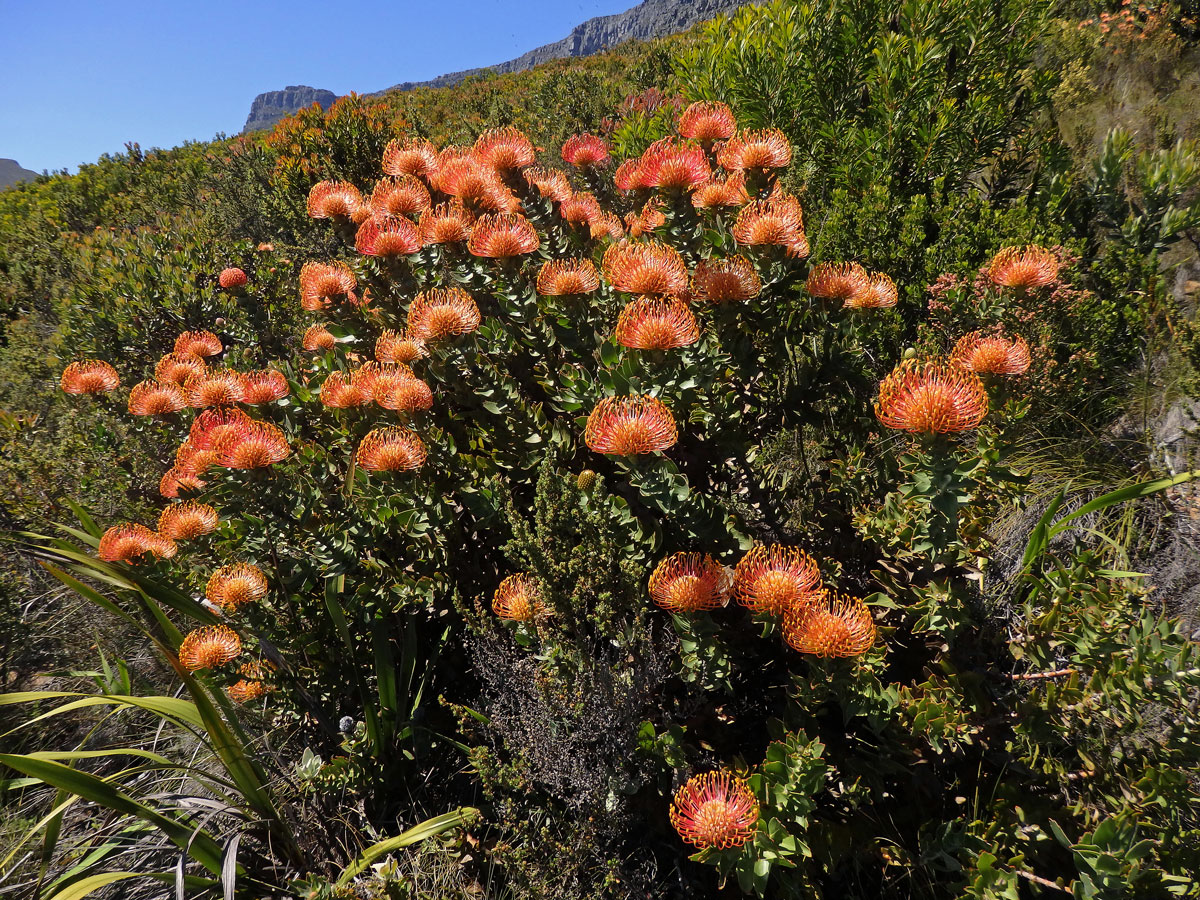 Leucospermum cordifolium (Knight) Fourc.