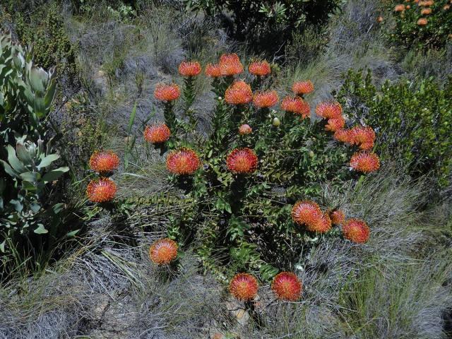 Leucospermum cordifolium (Knight) Fourc.