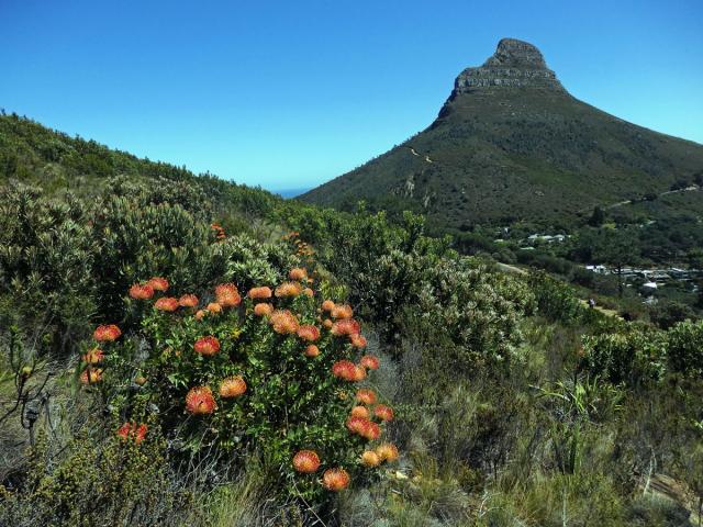 Leucospermum cordifolium (Knight) Fourc.