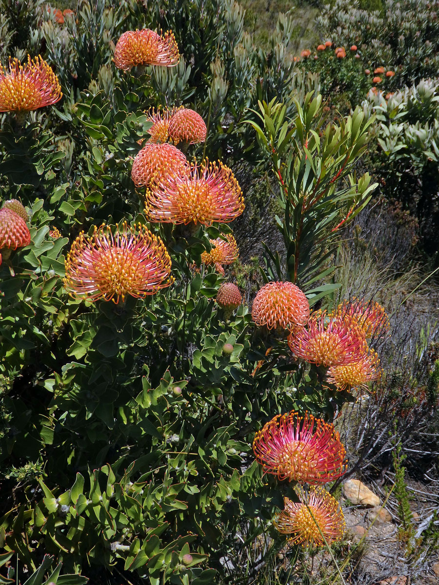 Leucospermum cordifolium (Knight) Fourc.