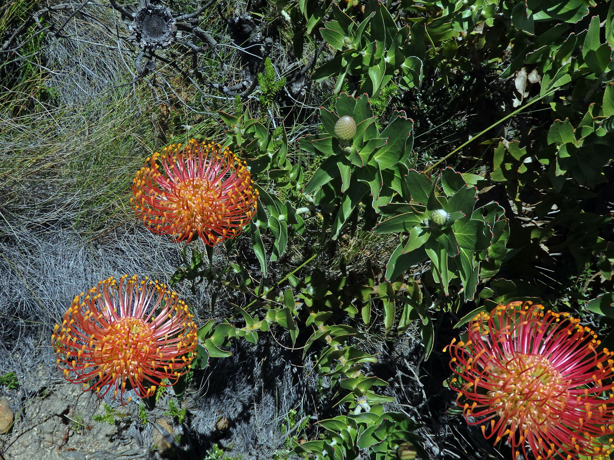 Leucospermum cordifolium (Knight) Fourc.