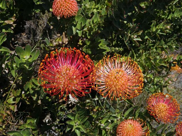 Leucospermum cordifolium (Knight) Fourc.