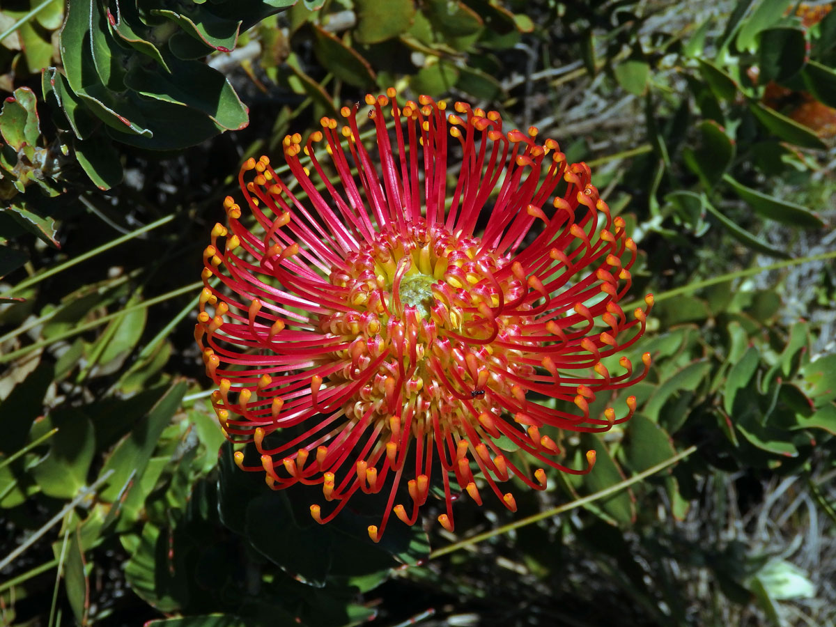 Leucospermum cordifolium (Knight) Fourc.