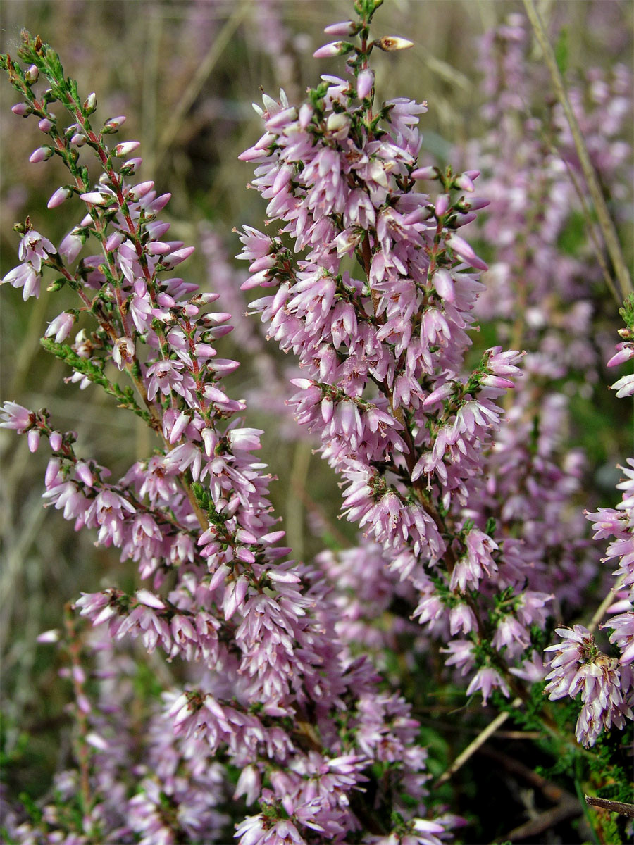 Vřes obecný (Calluna vulgaris (L.) Hull)