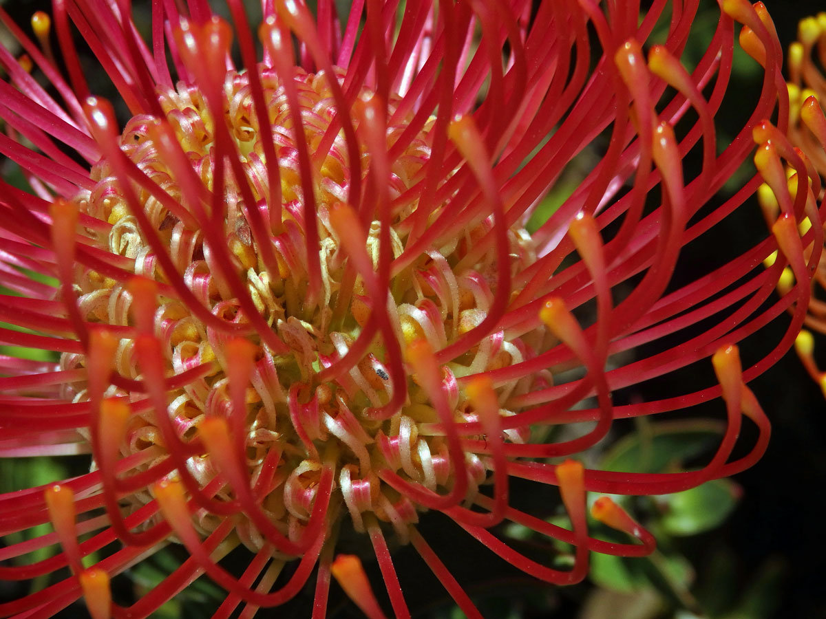 Leucospermum cordifolium (Knight) Fourc.