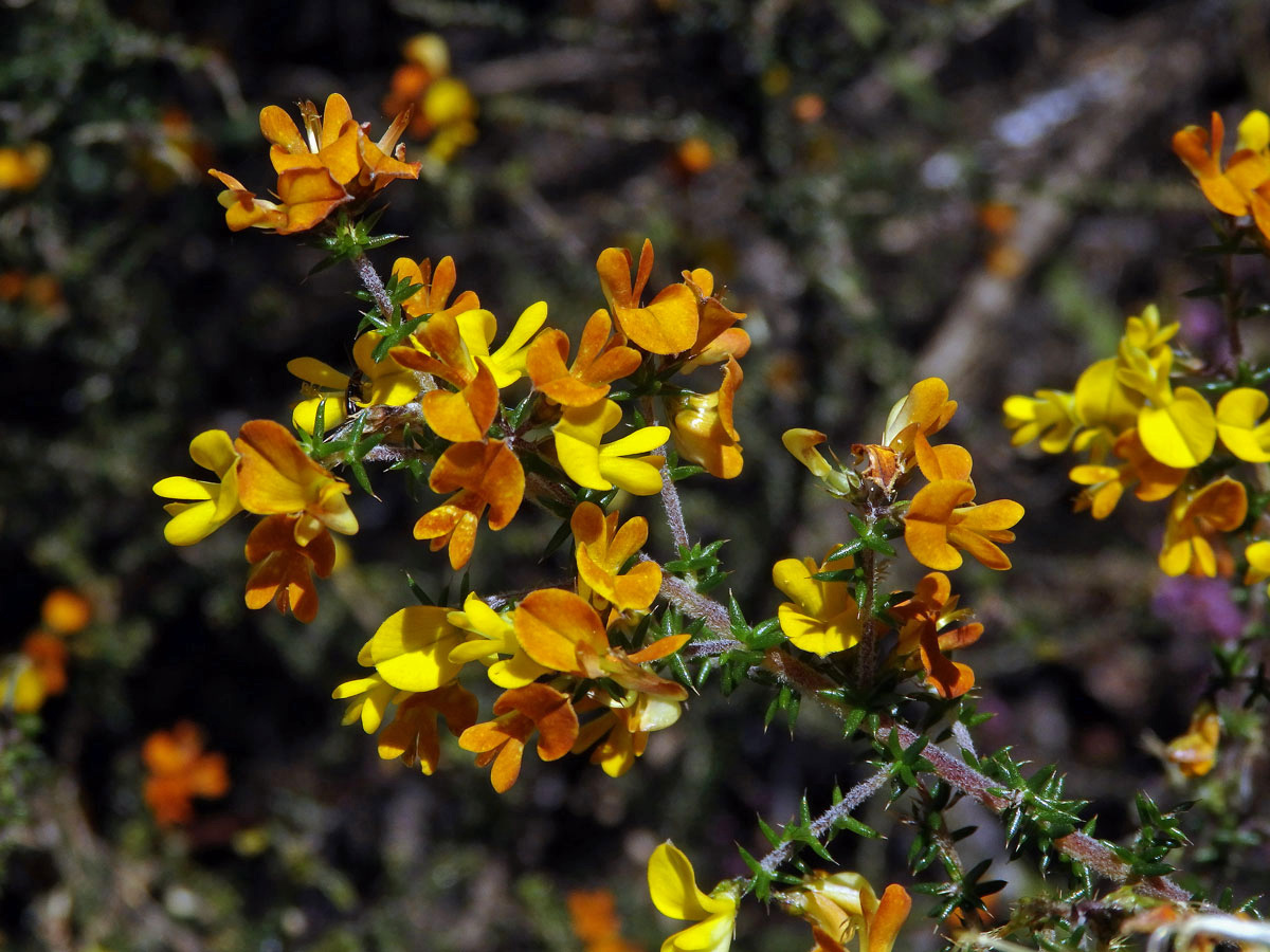 Aspalathus divaricata Thunb.