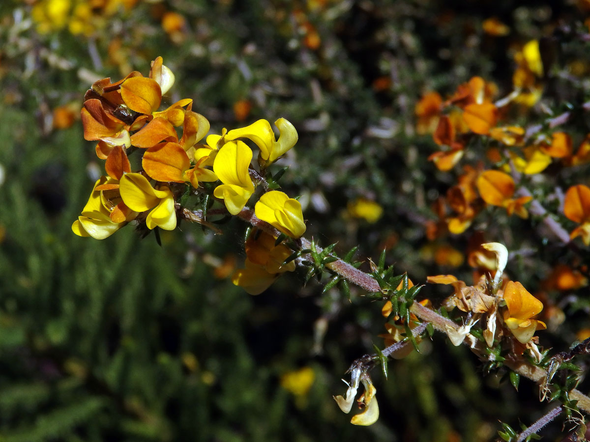 Aspalathus divaricata Thunb.