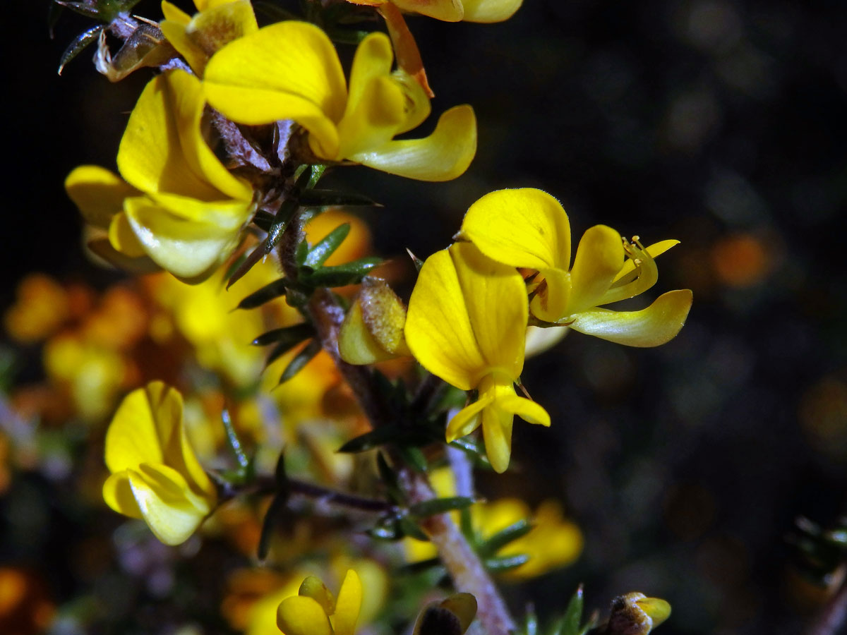 Aspalathus divaricata Thunb.