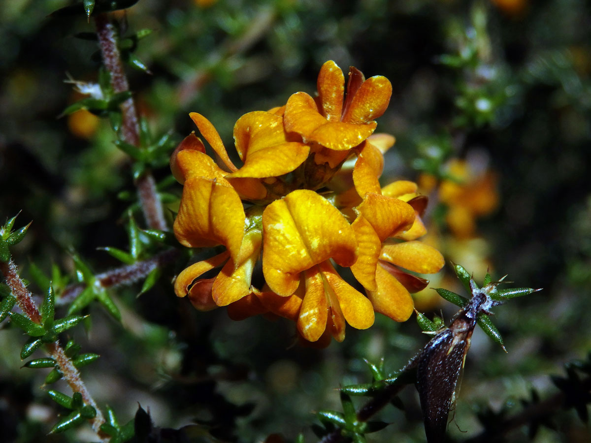 Aspalathus divaricata Thunb.