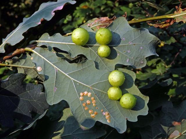 Hálky žlabatky dubové (Cynips quercusfolii)