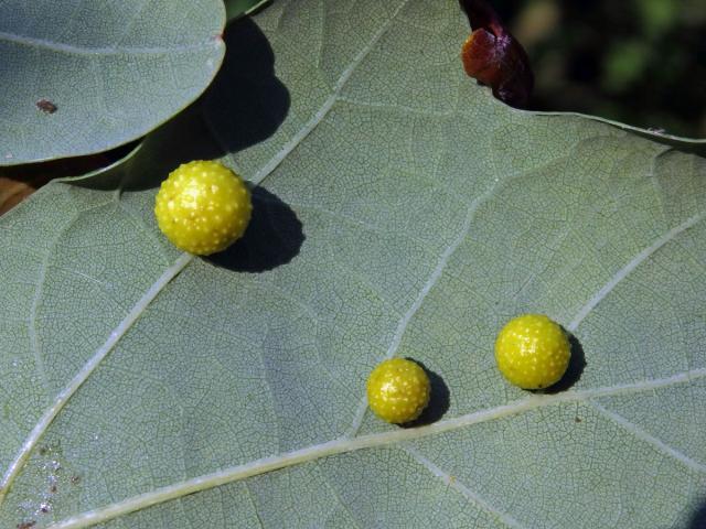 Hálky žlabatky dubové (Cynips quercusfolii)