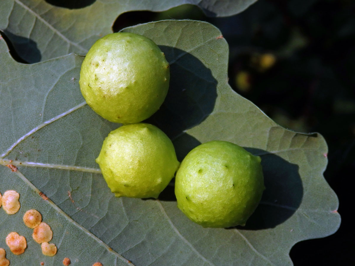 Hálky žlabatky dubové (Cynips quercusfolii)