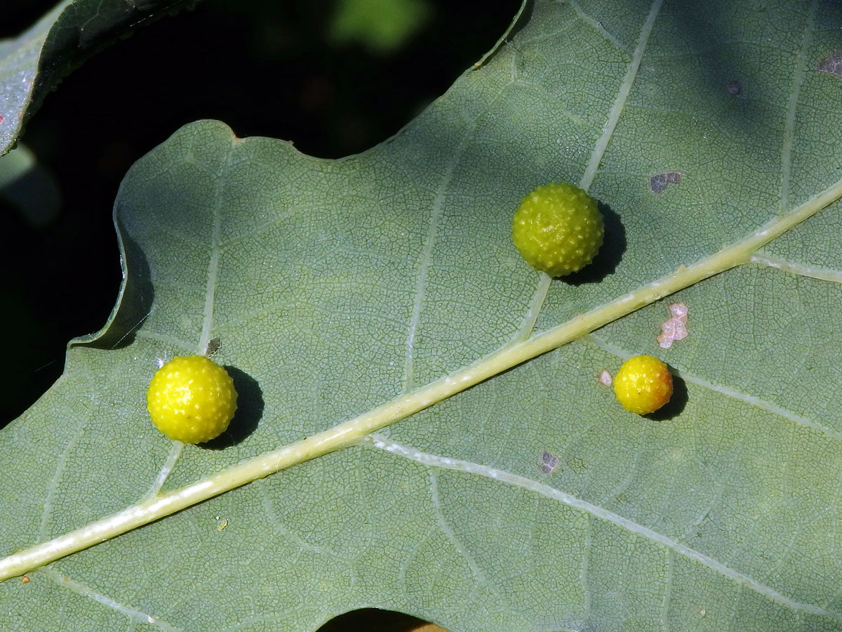 Hálky žlabatky dubové (Cynips quercusfolii)