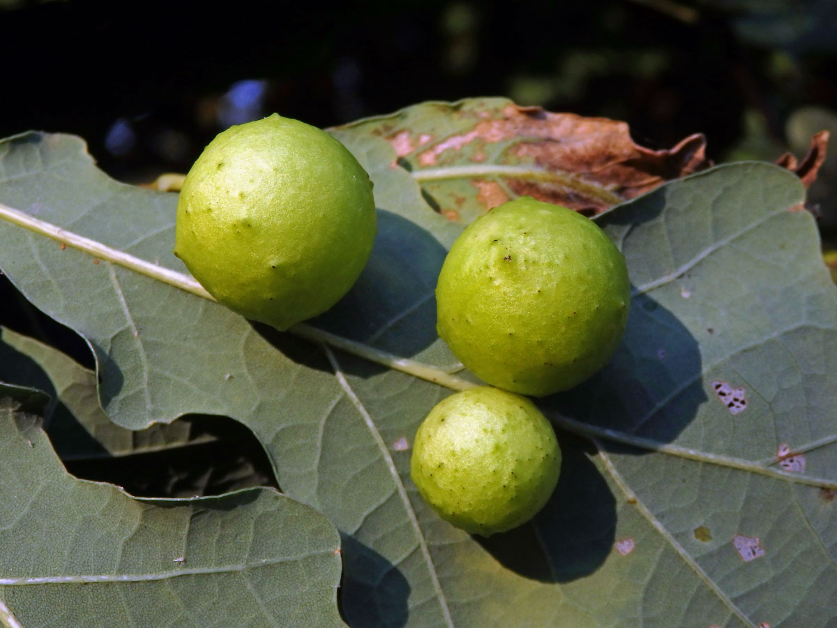 Hálky žlabatky dubové (Cynips quercusfolii)