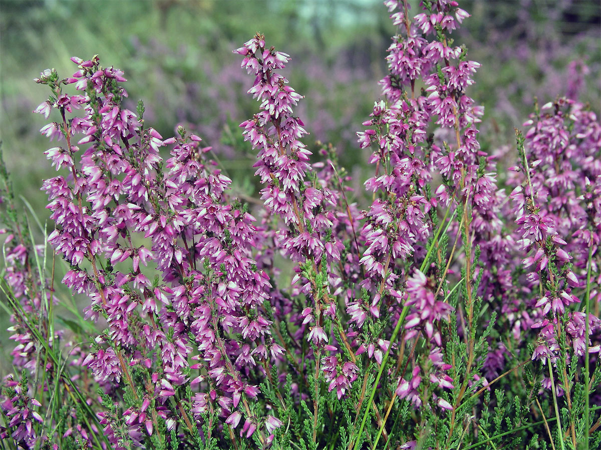 Vřes obecný (Calluna vulgaris (L.) Hull)