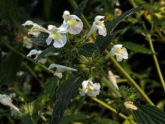 Konopice bledožlutá (Galeopsis  segetum Neck.)