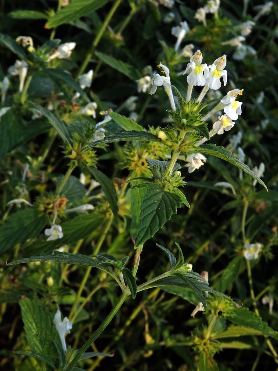 Konopice bledožlutá (Galeopsis  segetum Neck.)