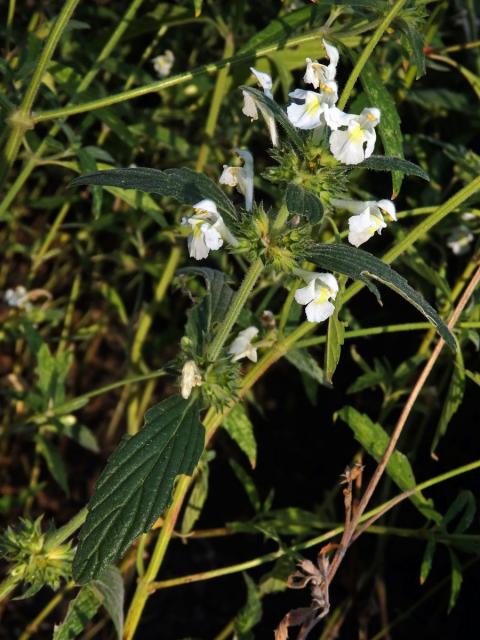 Konopice bledožlutá (Galeopsis  segetum Neck.)