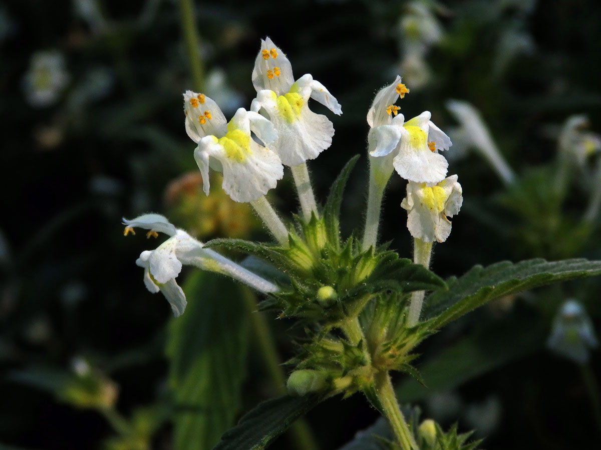 Konopice bledožlutá (Galeopsis  segetum Neck.)