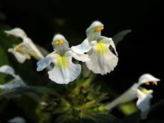 Konopice bledožlutá (Galeopsis  segetum Neck.)