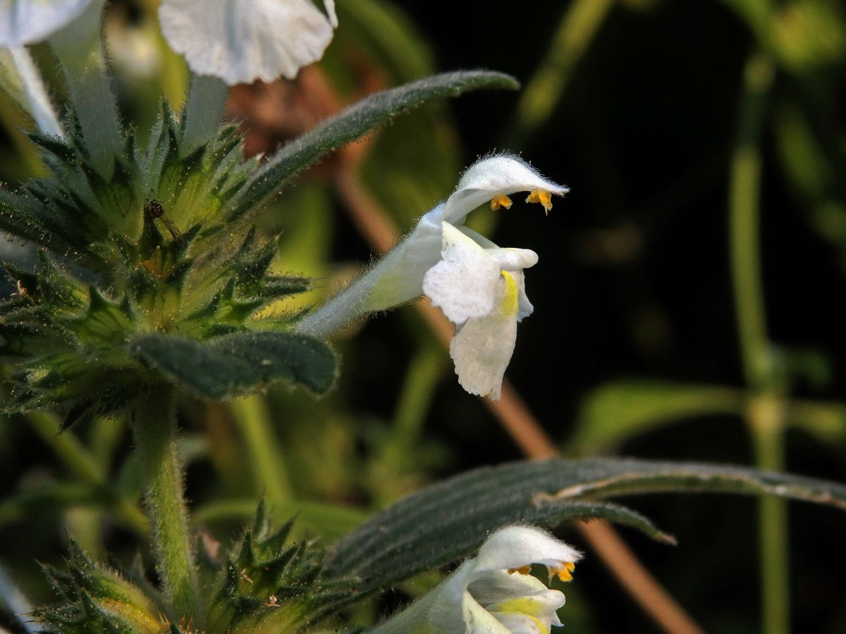 Konopice bledožlutá (Galeopsis  segetum Neck.)