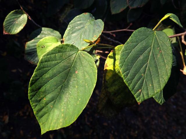 Lískovníček klasnatý (Corylopsis spicata Sieb. & Zucc.)