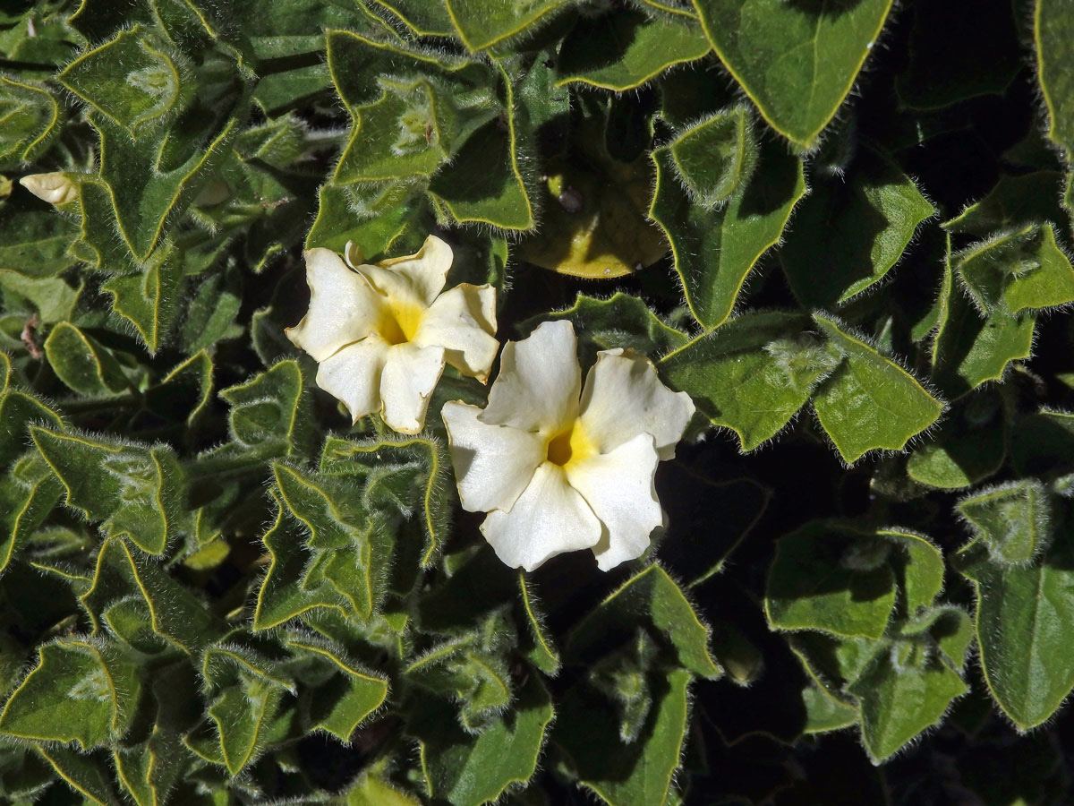 Thunbergie (Thunbergia atriplicifolia E. Mey. ex Nees)