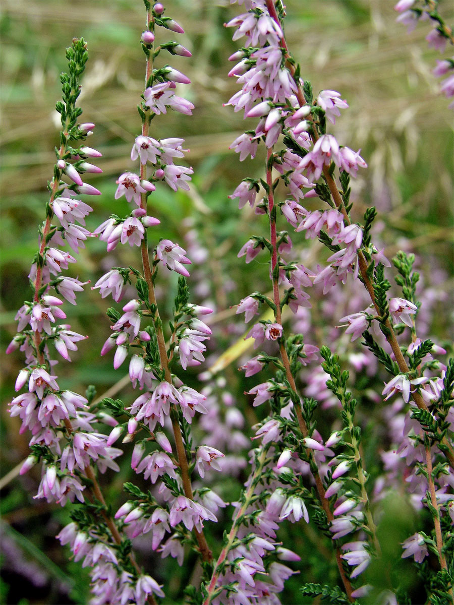 Vřes obecný (Calluna vulgaris (L.) Hull)