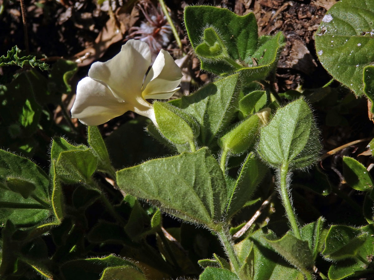 Thunbergie (Thunbergia atriplicifolia E. Mey. ex Nees)