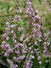 Vřes obecný (Calluna vulgaris (L.) Hull)