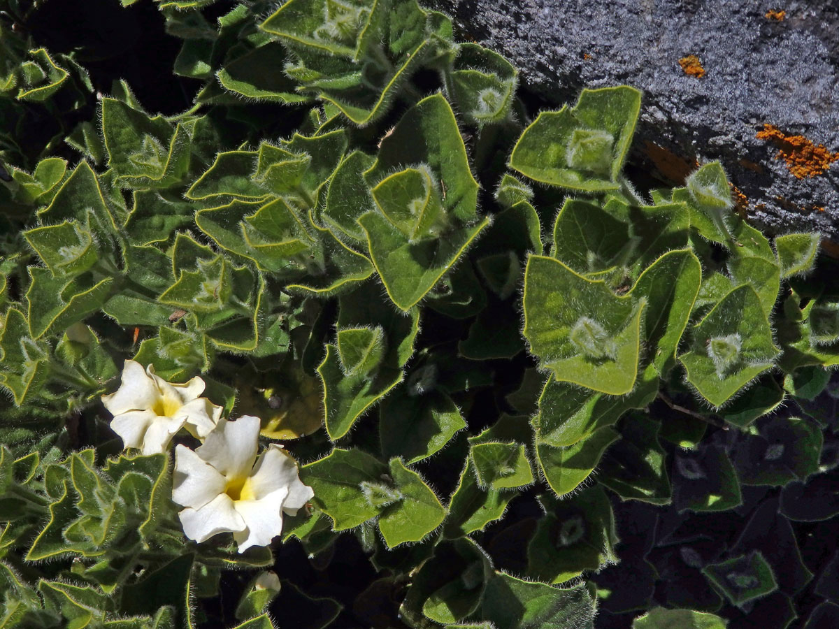 Thunbergie (Thunbergia atriplicifolia E. Mey. ex Nees)