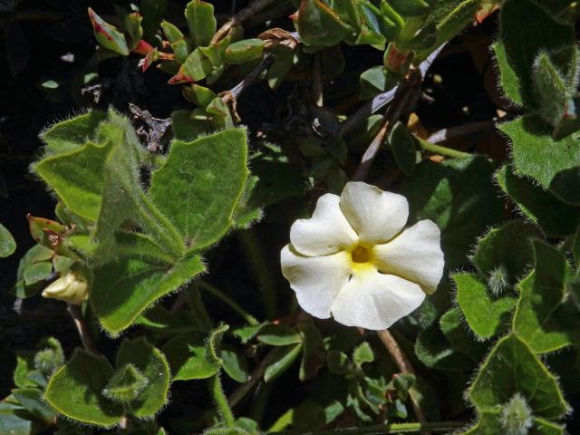 Thunbergie (Thunbergia atriplicifolia E. Mey. ex Nees)