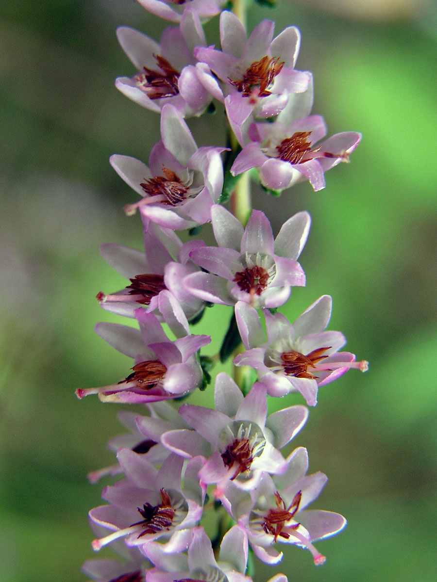 Vřes obecný (Calluna vulgaris (L.) Hull)