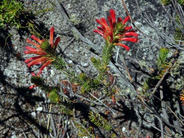Vřesovec (Erica abietina L. subsp. abietina)