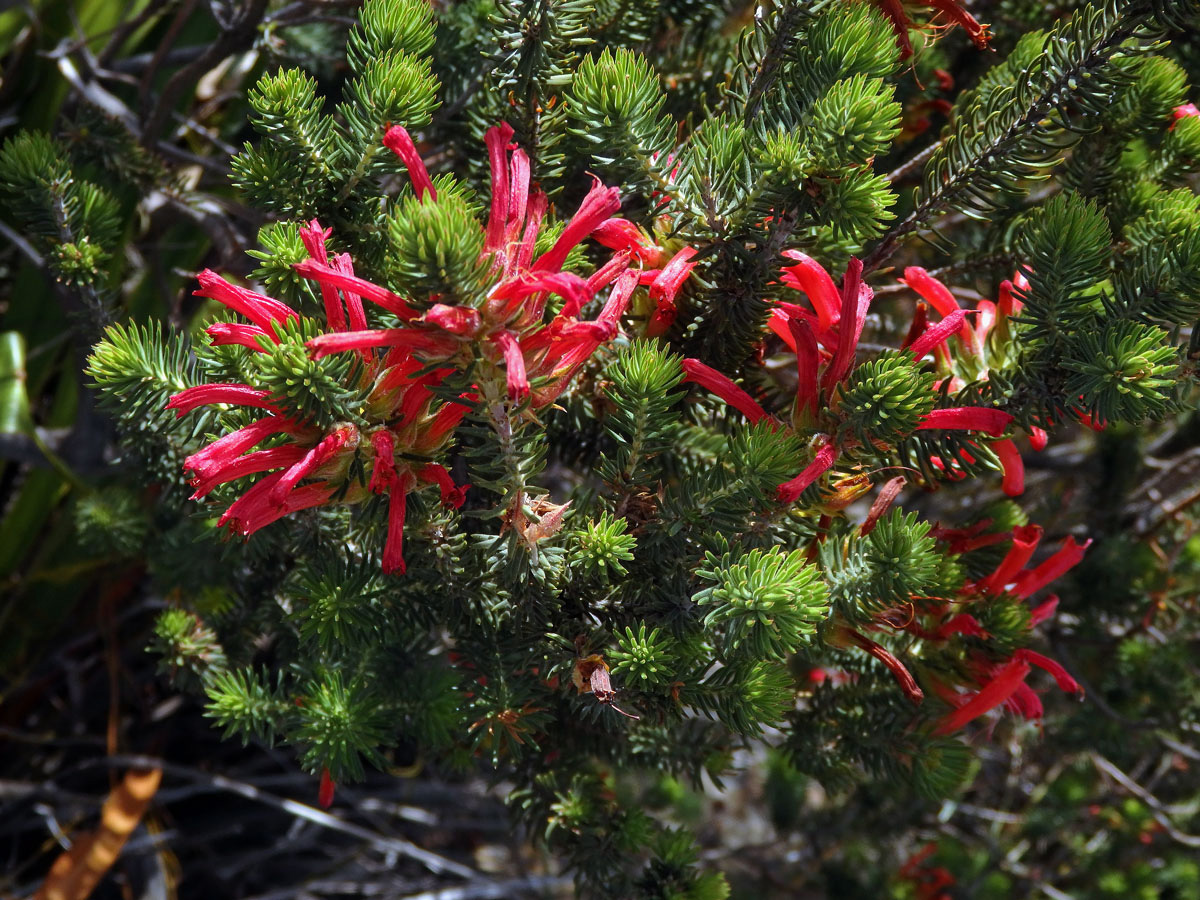 Vřesovec (Erica abietina L. subsp. abietina)