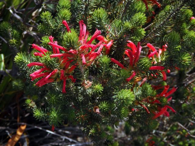 Vřesovec (Erica abietina L. subsp. abietina)