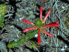 Vřesovec (Erica abietina L. subsp. abietina)