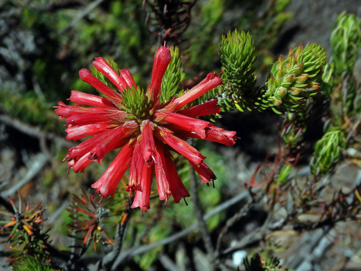 Vřesovec (Erica abietina L. subsp. abietina)