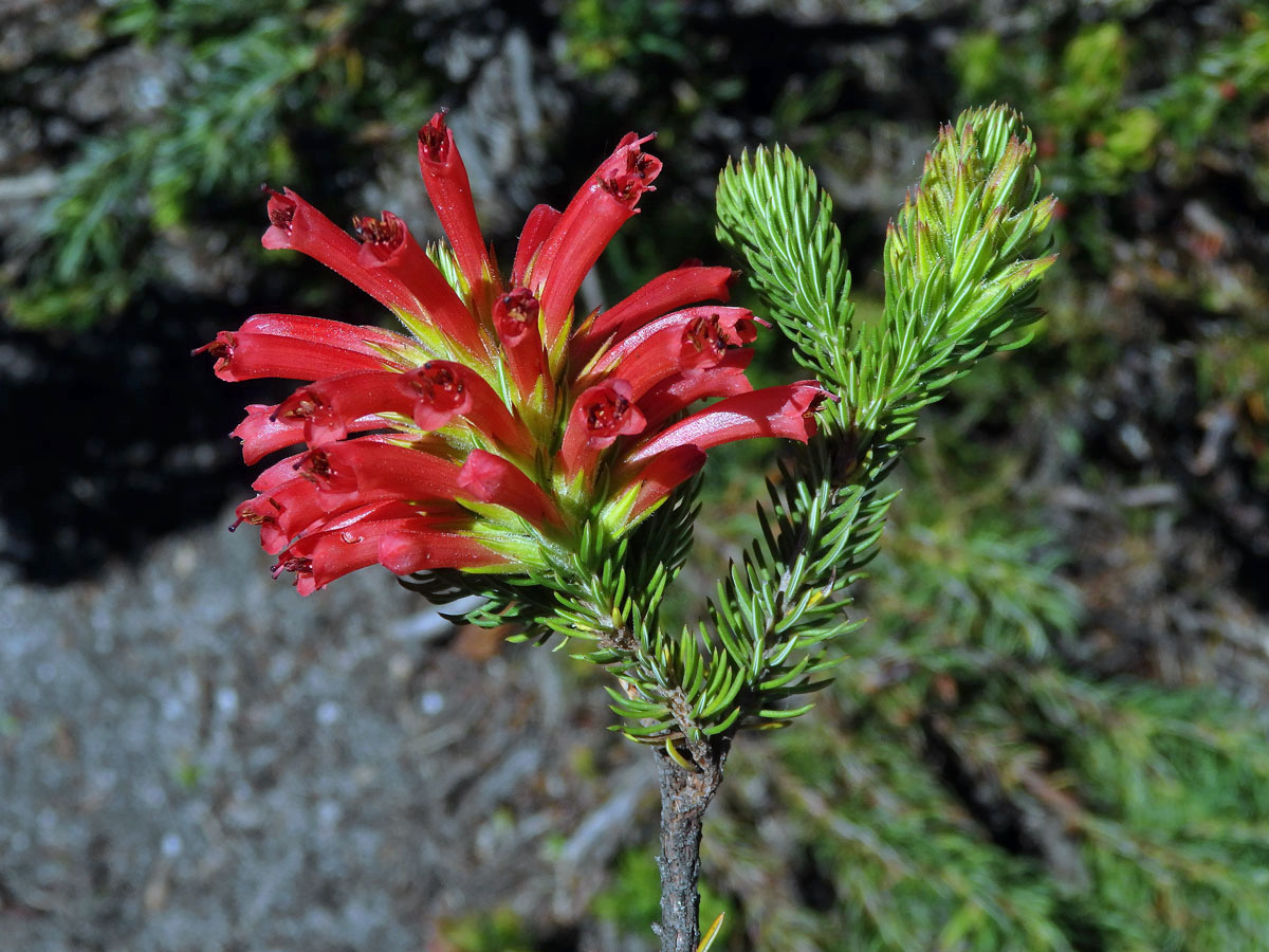 Vřesovec (Erica abietina L. subsp. abietina)